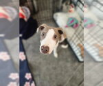 Small #25 Feist Terrier Mix