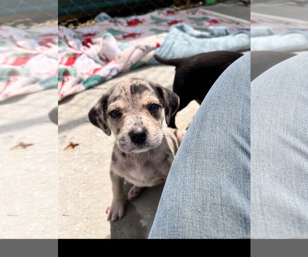 Medium Photo #1 Catahoula Leopard Dog-Unknown Mix Puppy For Sale in Tracy City, TN, USA