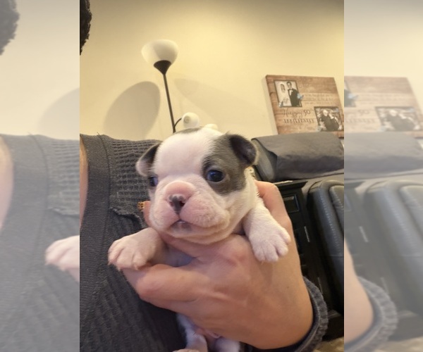Medium Photo #6 Boston Terrier Puppy For Sale in FREDONIA, KS, USA