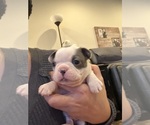 Small #5 Boston Terrier