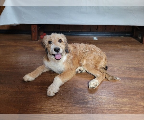 Medium Photo #81 Bernedoodle (Miniature) Puppy For Sale in BLACK FOREST, CO, USA