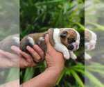 Small Photo #8 Bulldog Puppy For Sale in SAINT CLOUD, FL, USA
