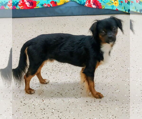 Medium Photo #2 Chin-wa Puppy For Sale in York, SC, USA