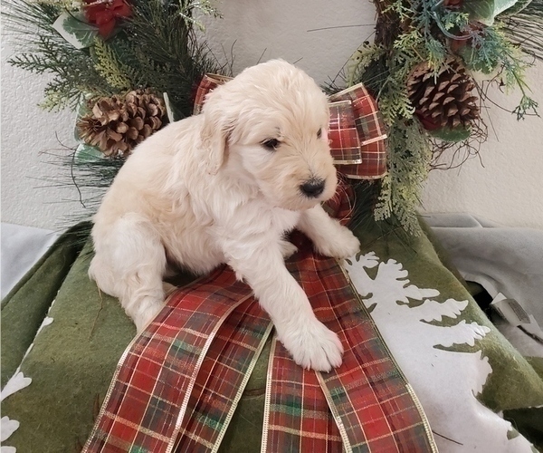 Medium Photo #5 Goldendoodle Puppy For Sale in RIO RANCHO, NM, USA
