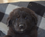 Small Photo #3 Great Pyrenees-Newfoundland Mix Puppy For Sale in BREWSTER, WA, USA