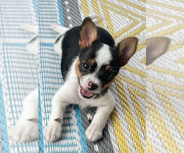 Medium Photo #1 Chorkie Puppy For Sale in SOUTH BEND, IN, USA
