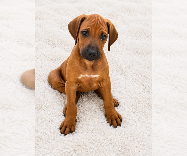 Medium Photo #26 Rhodesian Ridgeback Puppy For Sale in MADISON, GA, USA