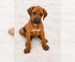 Small #25 Rhodesian Ridgeback
