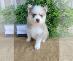 Small Photo #1 Pomsky Puppy For Sale in BELLEVUE, IA, USA