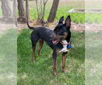 Small #4 Australian Kelpie Mix