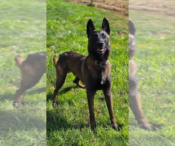 Medium Photo #3 Mutt Puppy For Sale in Imlay City, MI, USA