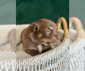 Australian Shepherd Puppy for sale in BOUTON, IA, USA