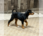 Small #16 Doberman Pinscher Mix