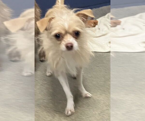 Medium Photo #1 Shih Tzu-Unknown Mix Puppy For Sale in Sterling, MA, USA