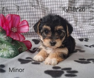 Yo-Chon Puppy for sale in MOUNT PLEASANT, MI, USA