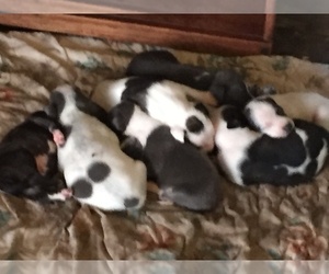 Blue Petite-Bull-Pei Mix Puppy for sale in BEAUMONT, TX, USA