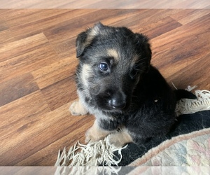German Shepherd Dog Puppy for sale in ALBANY, NY, USA