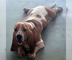 Small #3 Basset Hound