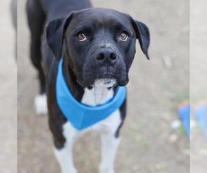 Boxer-Unknown Mix Dogs for adoption in San Antonio, TX, USA