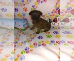 Small Photo #11 -Yorkshire Terrier Mix Puppy For Sale in LAPEER, MI, USA