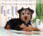 Small Yorkshire Terrier