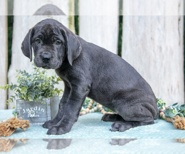 Medium Photo #10 Cane Corso Puppy For Sale in HOWE, IN, USA