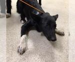 Small Border Collie