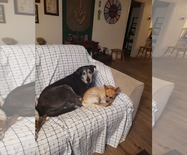 Medium Photo #3 Retriever -Unknown Mix Puppy For Sale in Lindsay, CA, USA