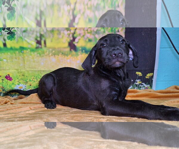 Medium Photo #2 Labrador Retriever-Unknown Mix Puppy For Sale in Wetumpka, AL, USA