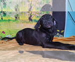 Small #1 Labrador Retriever Mix