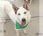Small #6 Siberian Husky Mix