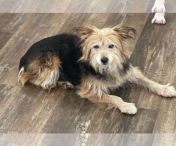 Medium Photo #2 Mutt Puppy For Sale in Doylestown, PA, USA