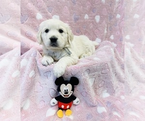 English Cream Golden Retriever Puppy for sale in PHILLIPSBURG, NJ, USA