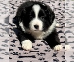 Puppy Girl 3 Australian Shepherd