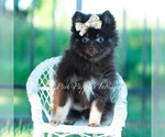 Small Photo #18 Pomeranian Puppy For Sale in WARSAW, IN, USA