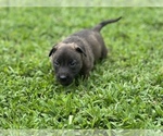 Puppy 3 American Bully-American Pit Bull Terrier Mix
