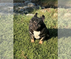 Father of the French Bulldog puppies born on 01/05/2025