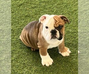 English Bulldog Puppy for sale in BERKLEY, MI, USA