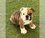 Image preview for Ad Listing. Nickname: Meatball