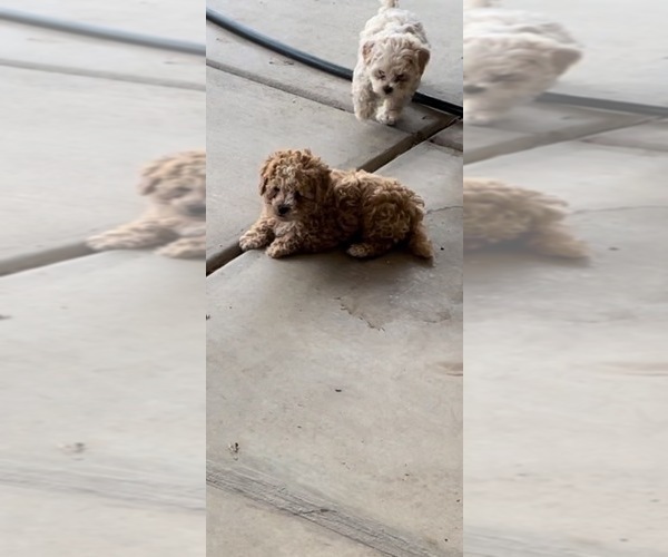 Medium Photo #8 Maltese-Maltipoo Mix Puppy For Sale in ADELANTO, CA, USA