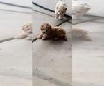 Small Photo #8 Maltese-Maltipoo Mix Puppy For Sale in ADELANTO, CA, USA