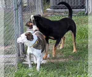 Selma - Female Mutt Dog for Adoption - Photo #7