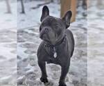 Small Photo #1 French Bulldog Puppy For Sale in LINDEN, TN, USA
