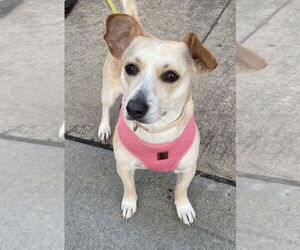 Chihuahua-Unknown Mix Dogs for adoption in San Diego, CA, USA