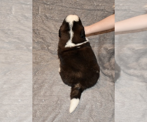 Medium Photo #24 Saint Bernard Puppy For Sale in CAMBRIDGE, NE, USA