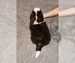 Small #23 Saint Bernard