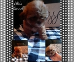 Small Photo #2 Shih Tzu Puppy For Sale in BRADFORDSVILLE, KY, USA