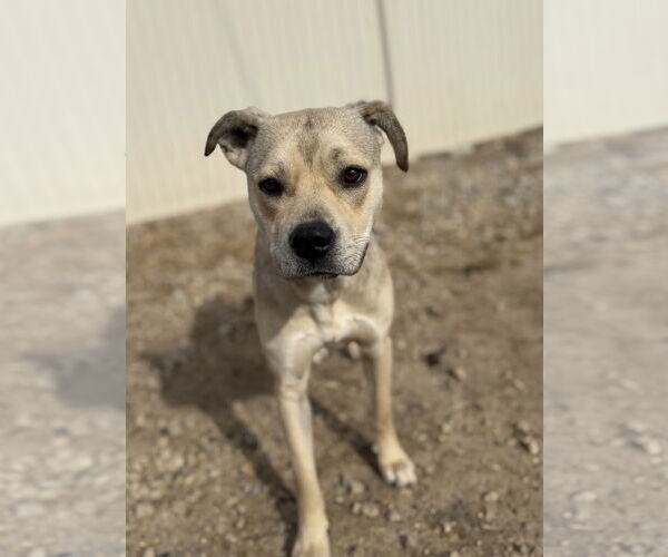 Medium Photo #4 American Pit Bull Terrier-Unknown Mix Puppy For Sale in Corning, AR, USA