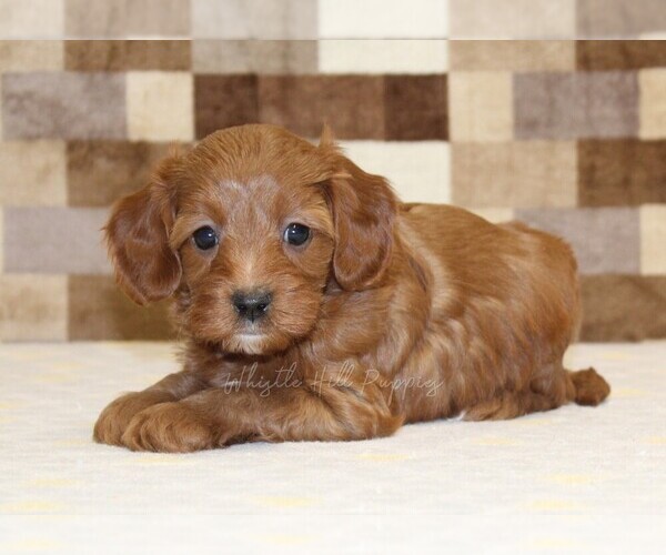 Medium Photo #2 Cavapoo (Miniature) Puppy For Sale in DENVER, PA, USA