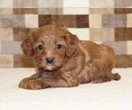 Small #1 Cavapoo (Miniature)